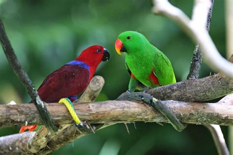 TIPOS DE LOROS QUE HABLAN Todo Lo Que Debes Saber