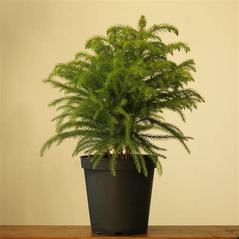 Norfolk Island Pine - Indoor Tropical Houseplant – Ed's Plant Shop