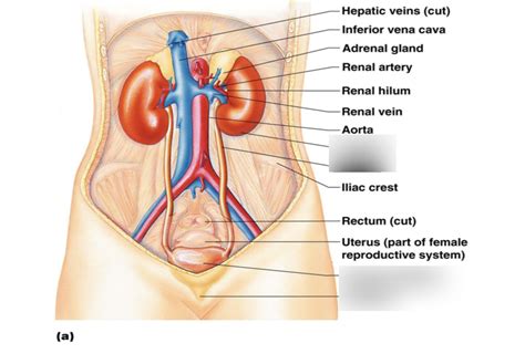 Organs Of The Urinary System Diagram Quizlet