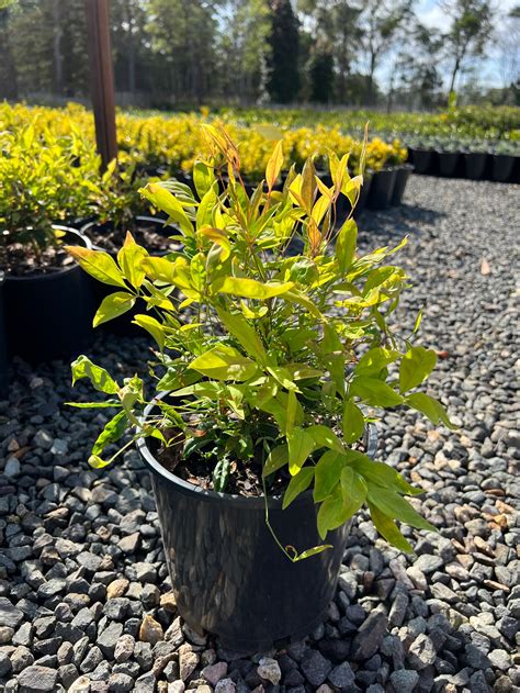 Discover The Perfect Dwarf Nandina For Your Garden