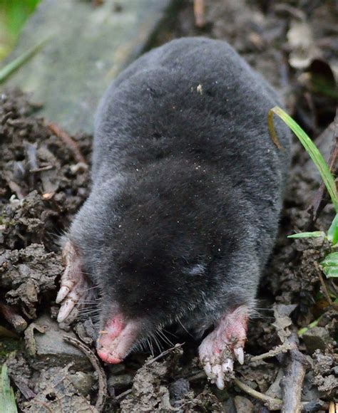 The Garden Detective Mole Or Vole And What Can You Do