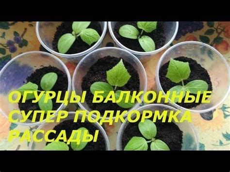Подкормка огурцов на подоконнике или балконе Чем подкормить огурцы ...