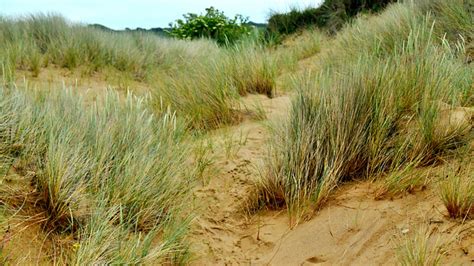 Small Scale Ecosystems Sand Dunes Ecosystems Wjec Gcse