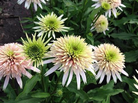 Эхинацея 'Черри Флафф' / Echinacea 'Cherry Fluff'' - Ландшафтная ...