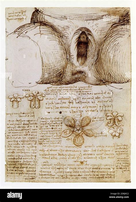 Leonardo Da Vinci The External Genitalia And Vagina With Diagrams Of