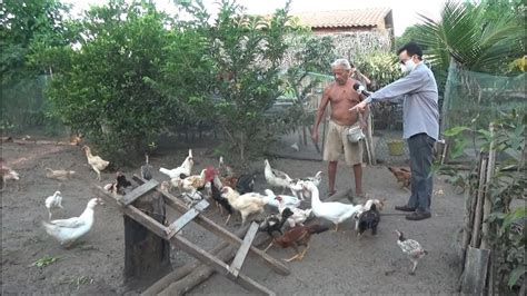 LADRÃO ROUBA MAIS DE 50 GALINHAS E AINDA CAGA NO QUINTAL DA VÍTIMA