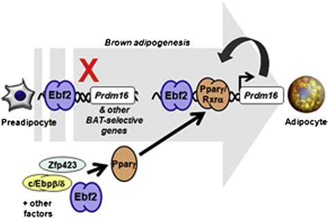 Ebf2 Determines And Maintains Brown Adipocyte Identity Cell Metabolism