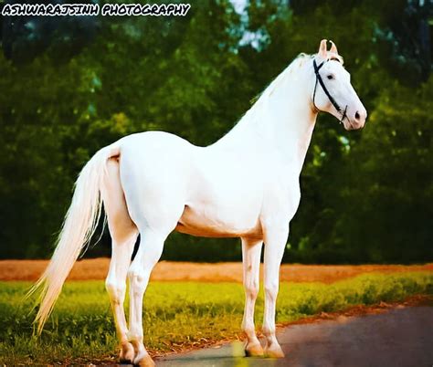 Nukra Horse Hd Wallpaper - Horse Wallpaper