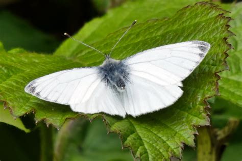 Large white butterfly | BirdForum