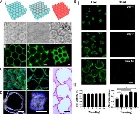 Figure 2 From Reversed Engineered Human Alveolar Lung On A Chip Model