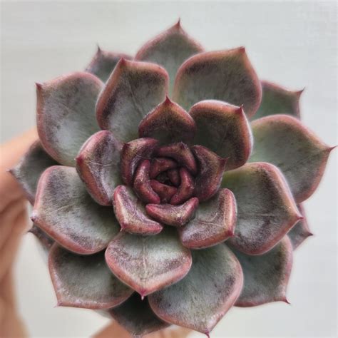 Echeveria Burgundy Stone Dk Succulents Korea Rare Korean Succulents