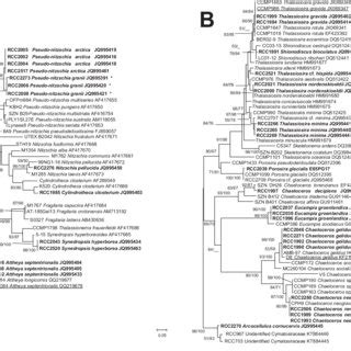 28S RRNA Phylogenetic Tree Inferred By Maximum Likelihood ML Analysis