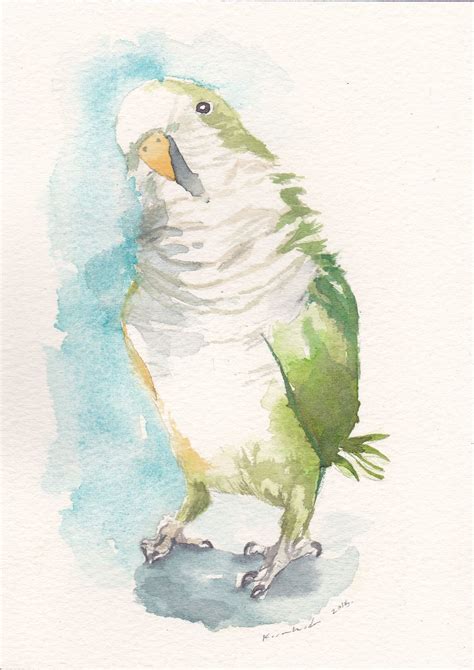 Original Watercolor Green Quaker Parrot Parakeet Facebook