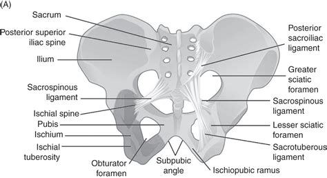 Pelvic And Fetal Cranial Anatomy And The Stages And, 41% OFF