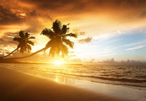 Fondos De Pantalla Palmera Cerca Del Mar Durante La Puesta De Sol