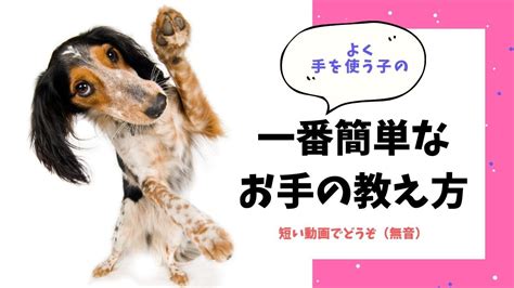 選択した画像 犬 お手 112728 犬 お手 嫌がる アニメ画像壁紙