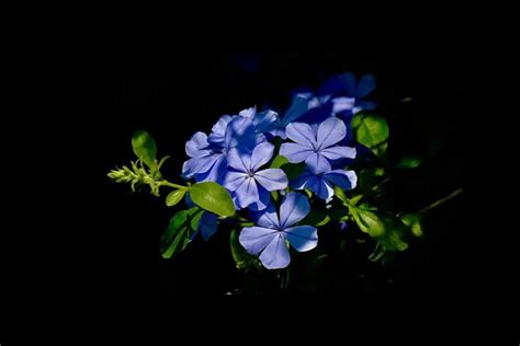 Top 10 Most Beautiful Blue Flowers - FlowersLib