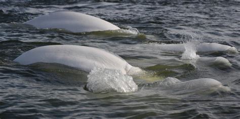 Beluga Whale - Facts, Diet & Habitat Information