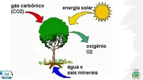 Ci Ncias Ano Aula As Plantas Produzem Seu Pr Prio Alimento