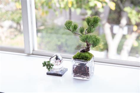 Aqua Bonsai - Bonsai Empire