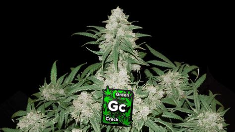 Green Crack Auto Cannabis Strain Week By Week Guide Fast Buds