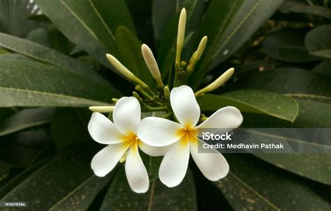 champa ma  stock photo  image  agricultural field