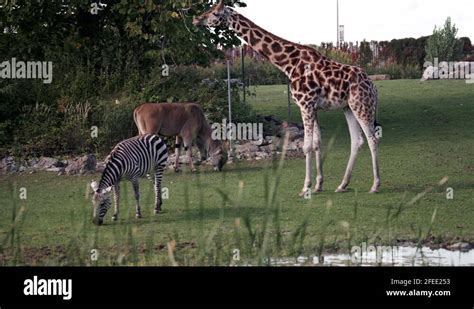 Herbivores animals Stock Videos & Footage - HD and 4K Video Clips - Alamy