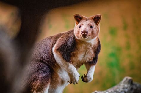 Tree Kangaroo Zooborns