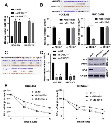 Snhg7 Regulates The Levels Of Mir 122 5p And Rpl4 In Hcc Cells A