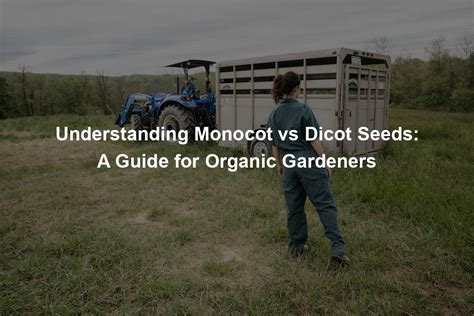 Understanding Monocot vs Dicot Seeds - Organic Seed Finder