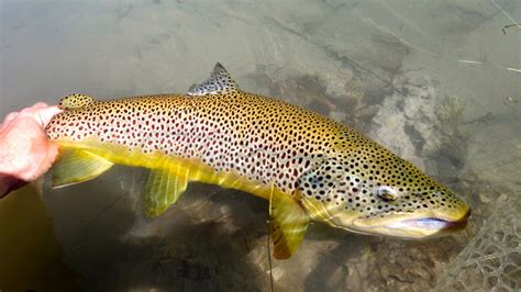 The Fly Syndicate Fly Fishing Northern Nevada The Trifecta