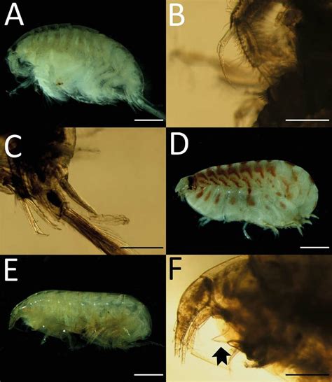 Urothoe Brevicornis Bate 1862 Adult Lateral View A Antennae B Download Scientific