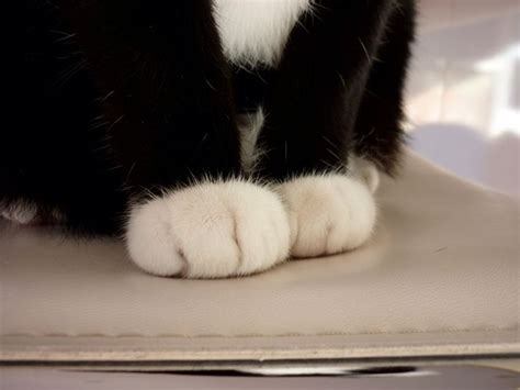 Pin By Michelle Christianson On Cat Paws Cat Paws White Cat Paw