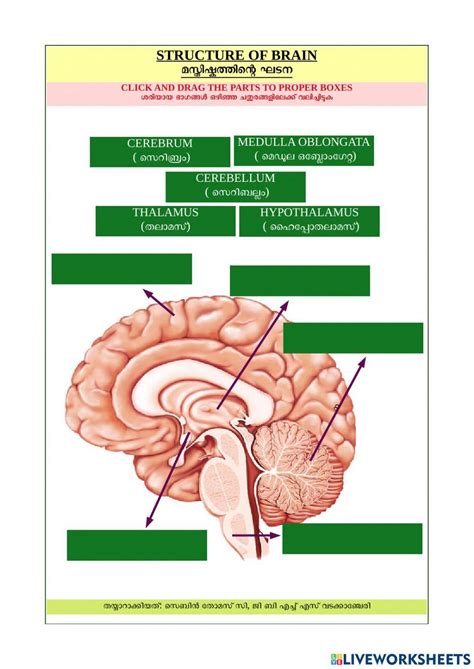 Structure Of The Brain Worksheet