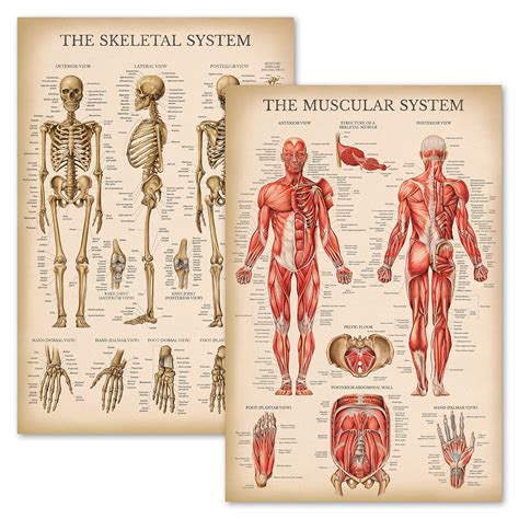buy vintage muscular skeletal system anatomical chart set human