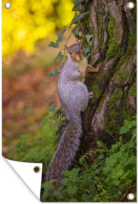 Affiche De Jardin Cureuil Contre Arbre En Vrac X Cm Toile De