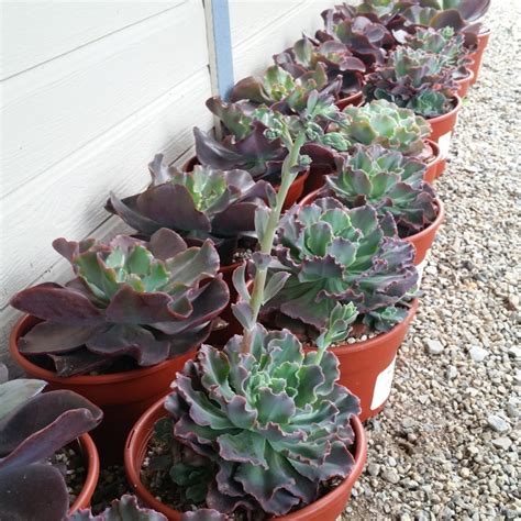 Echeveria Assorted Hybrids Mid Valley Trees