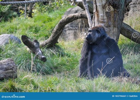 Gorilla London Zoo stock image. Image of giraffes, tourism - 183796661