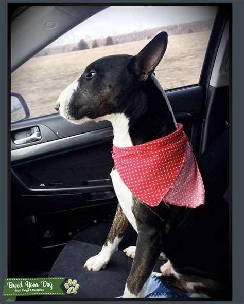 english bull terrier akc stud dog  tennessee united states breed  dog