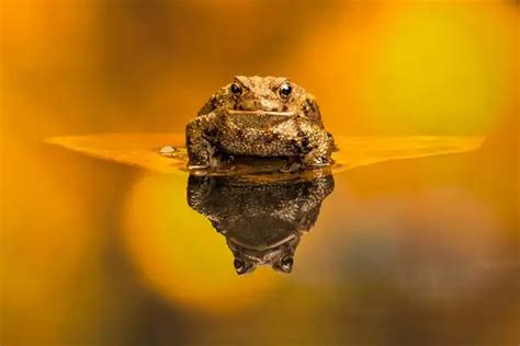 Common Toad - Facts, Size, Diet, Pictures - All Animal Facts