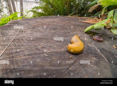 Redwood Stump Hi Res Stock Photography And Images Alamy