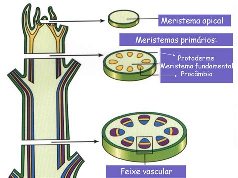 Histologia Vegetal Resumo Para O Enem Planejativo