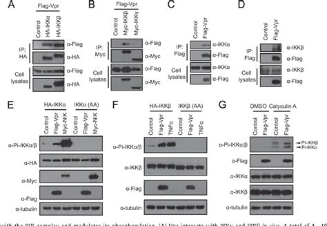 Figure From Hiv Vpr Activates Both Canonical And Noncanonical Nf B