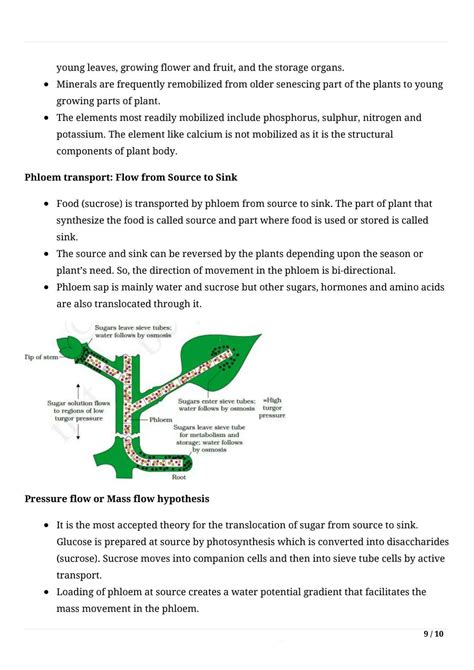 Chapter 11 Transport In Plants Aryashivamk