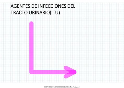 Agentes De Infecciones Del Tracto Urinario MiddleMedic UDocz