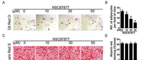 Effects Of Nsc On Osteogenesis And Adipogenesis Of Mesenchymal