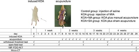 Figure 1 From Imaging Study On Acupuncture Inhibiting Inflammation And