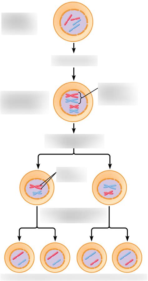 Meiosis Diagram Quizlet