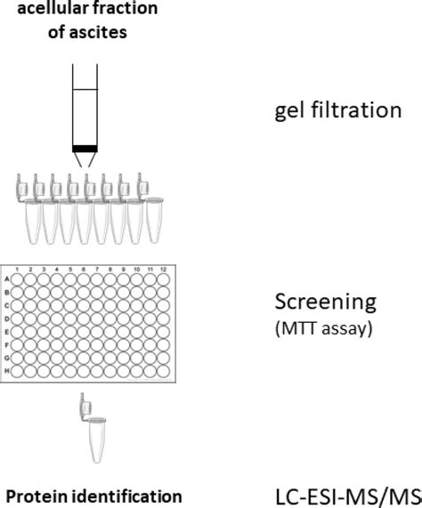 Scheme Of The Protocol Used For Identification Of Proteins Responsible