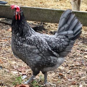 Blue Andalusian Chicken: Everything Worth Knowing - Backyard Poultry